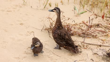 two ducks walking together on sandy beach