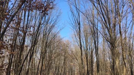 caminando por un camino forestal, a principios de la temporada de primavera