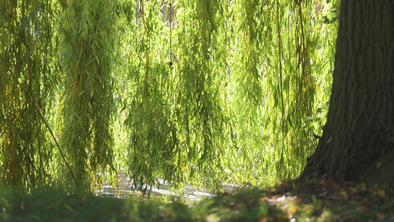 Willow branches sway gracefully, their green leaves bathed in light against a backdrop of glittering water.