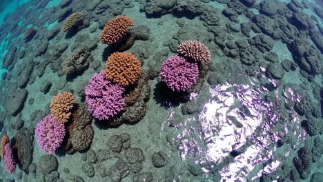 colorido arrecife de coral bajo el agua