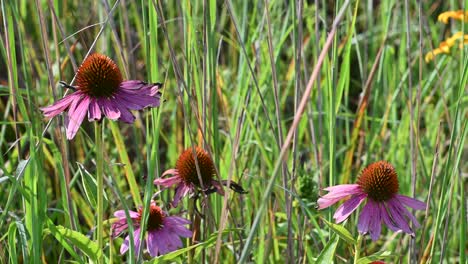 Lila-Sonnenhut,-Mittlere-Aufnahme-Im-Hohen-Gras,-Wildblumen