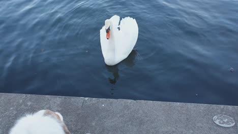 aggressive dog attacks and barks at swan from wall edge over lake