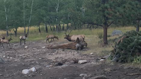 Hirschfamilie-Am-Straßenrand-Im-Rocky-Mountains-Nationalpark