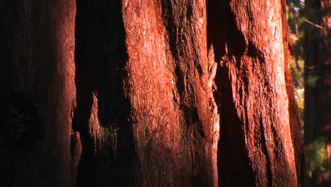 the bark of a pacific old grove tree at the sequoia national park