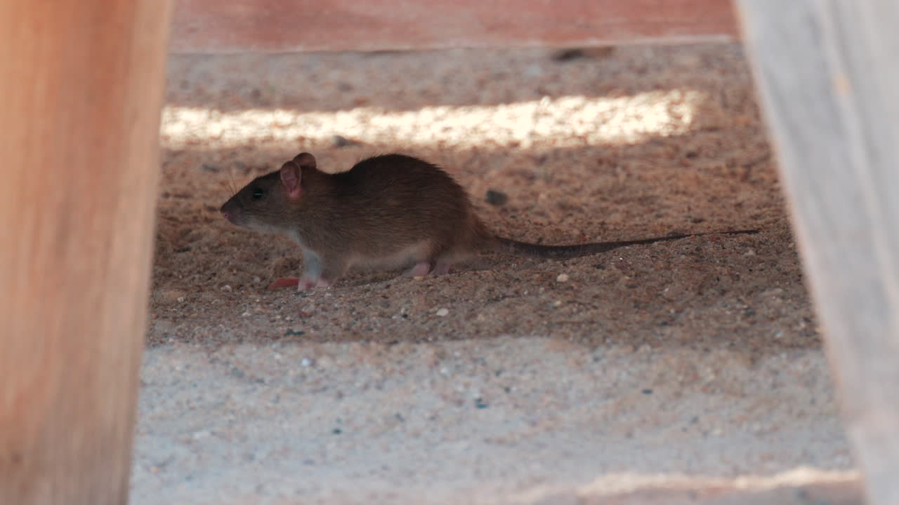 Brown rat walking under a wooden structure in a sandy environment