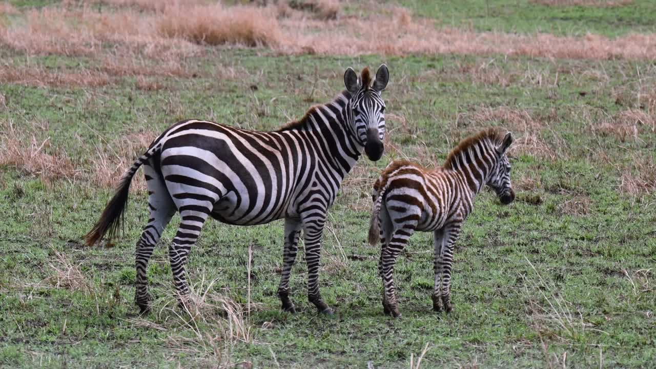 madre cebra con su cachorro en la reserva nacional de maasai mara en kenia