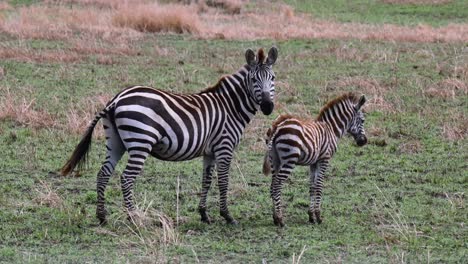 mother zebra with her young cub at the maasai mara national reserve in kenya