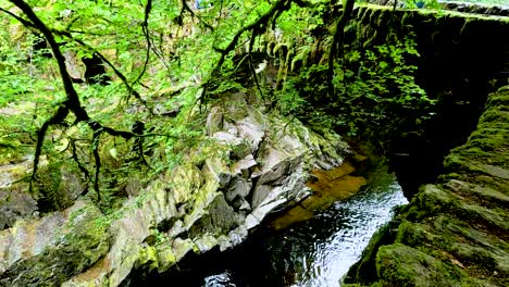 peaceful stream flowing through lush green forest