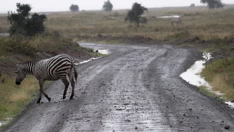 lone zebra crossing dirt road in kenya, safari, east africa