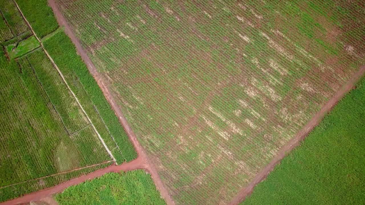 vuelo sobre una granja de té y caña de azúcar cerca de jinja, uganda - disparo de avión no tripulado