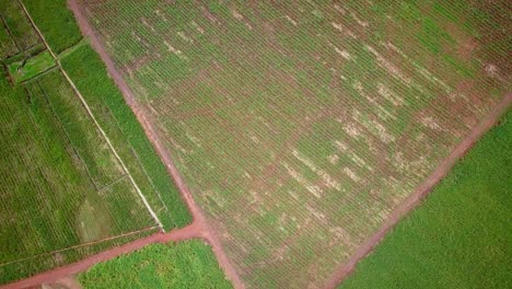 Flight-Over-Tea-And-Sugar-Cane-Farm-Near-Jinja,-Uganda---drone-shot