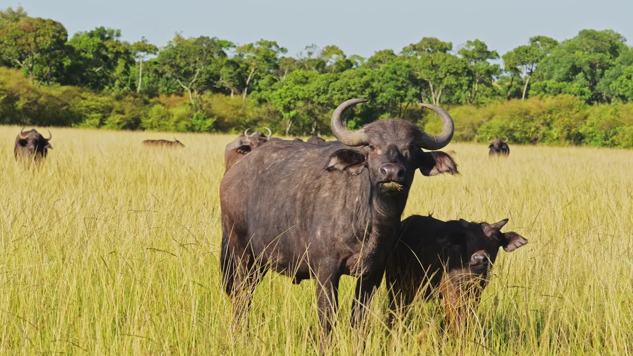 cámara lenta de búfalos africanos y bebés, animales de áfrica en un safari de vida silvestre en masai mara en kenia en la reserva nacional de masai mara en el paisaje de llanuras de sabana de hierba larga, steadicam de seguimiento de gimbal