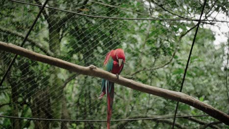 Trauriger-Roter-Papagei-Im-Käfig-Eines-Zoos,-Kopierraum,-Stabile-Sicht