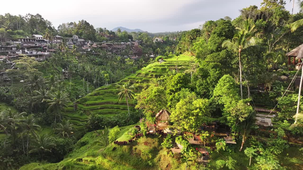 Valle con risaie a terrazze, bellissimo luogo panoramico a Ubud, Bali. Vista aerea con drone