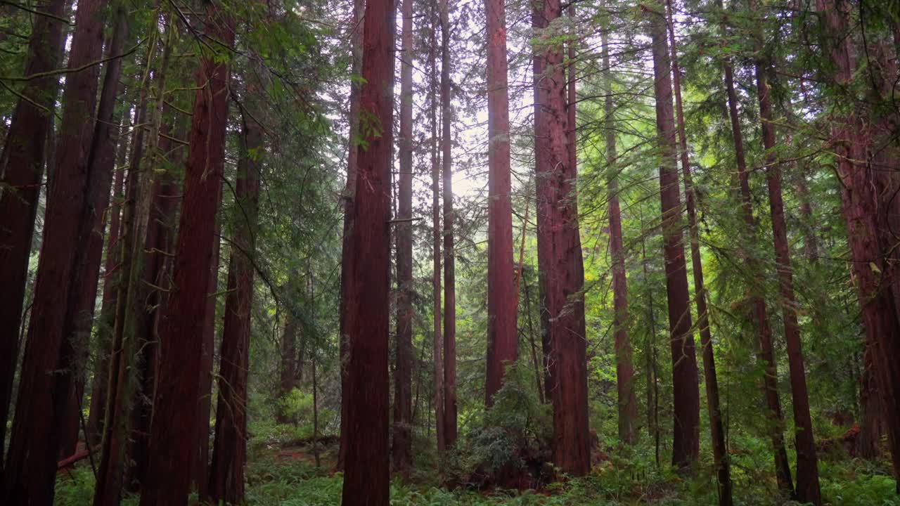 Foggy rainy mist morning Redwood National State Park Forest California tall dense lush greenery plants Sinkyone Wilderness sequoia cloudy peaceful wilderness landscape pan up slowly motion