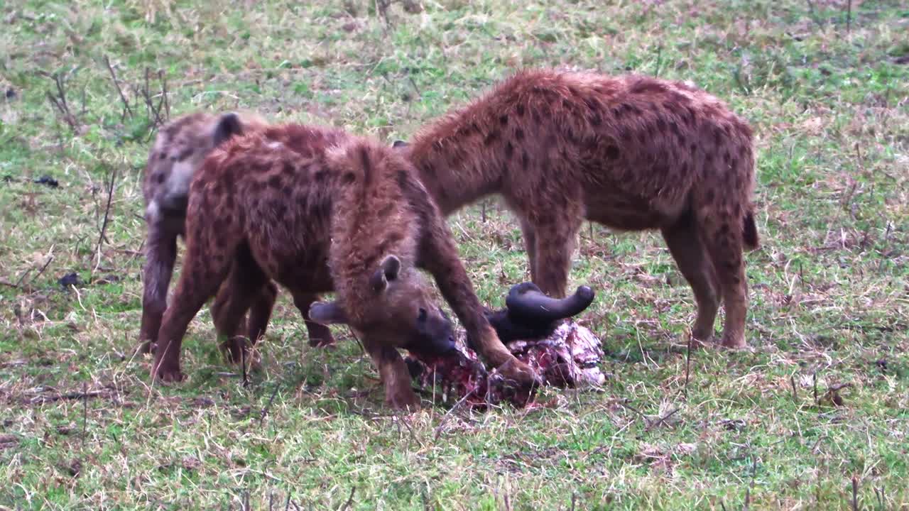 Iene affamate si nutrono dei resti di una preda appena uccisa nelle pianure del cratere di Ngorongoro, Tanzania, catturando il crudo comportamento predatorio e le dure realtà della sopravvivenza nella natura selvaggia africana.