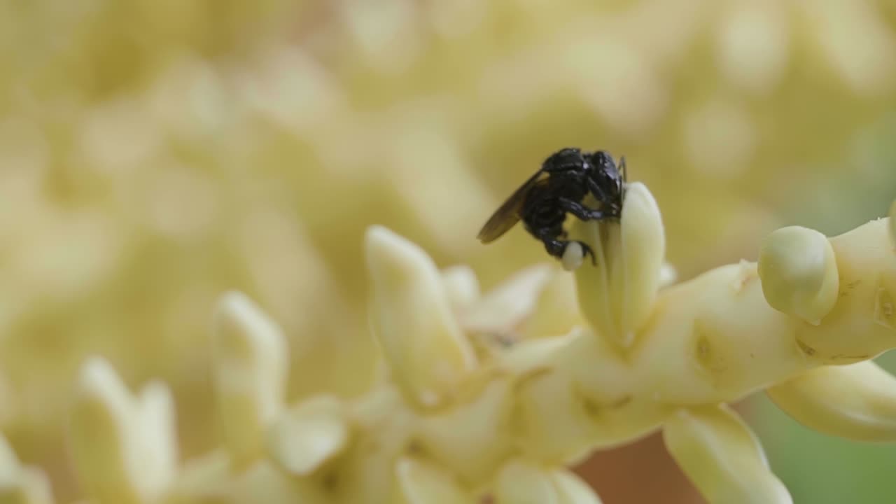 Macro close up of small bees pollinating the tiny flowers on a coconut palm tree on a bright summer day in Brazil in slow motion