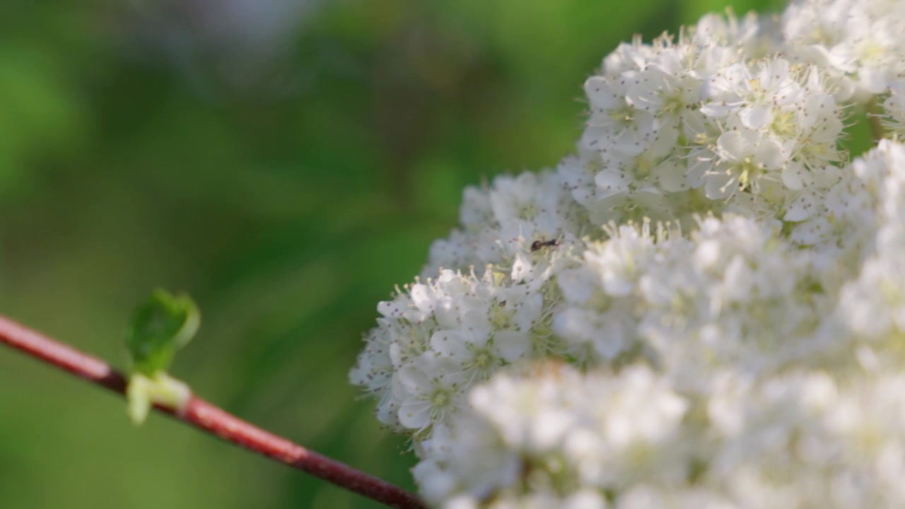 Dahan Pohon Rowan (Sorbus Aucuparia) Bergerak Tertiup Angin di Musim Panas