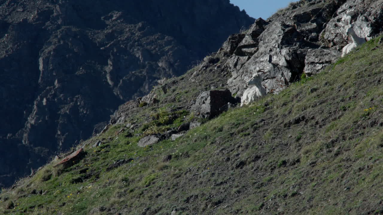 vista lateral de ovejas de cuerno delgado rumiando detrás de las rocas en la montaña de ovejas, parque nacional de kluane, yukon, canadá