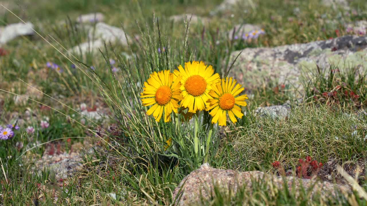 Goldenweed Alpine Avens yellow pink wildflowers Arnica summit hiking trail 14er spring summer Mount Princeton Buena Vista Salida Colorado Sawatch Range Rocky Mountains sunny morning windy breeze grass