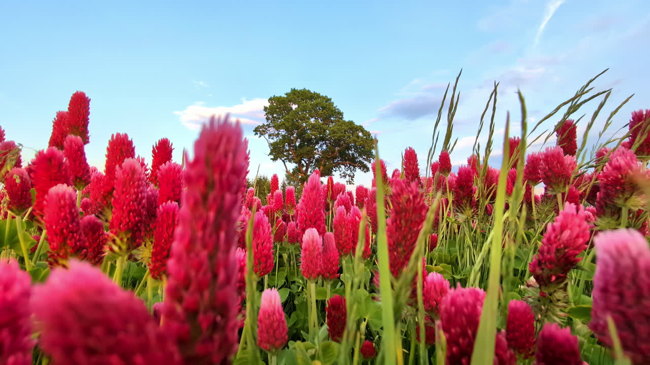 Vibrant Blooming Red Clover Field In Latvia During Springtime. Tilt-up Shot