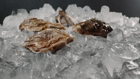 cu macro dolly extremo en el tiro de conchas de ostras que se encuentran en una pila de hielo