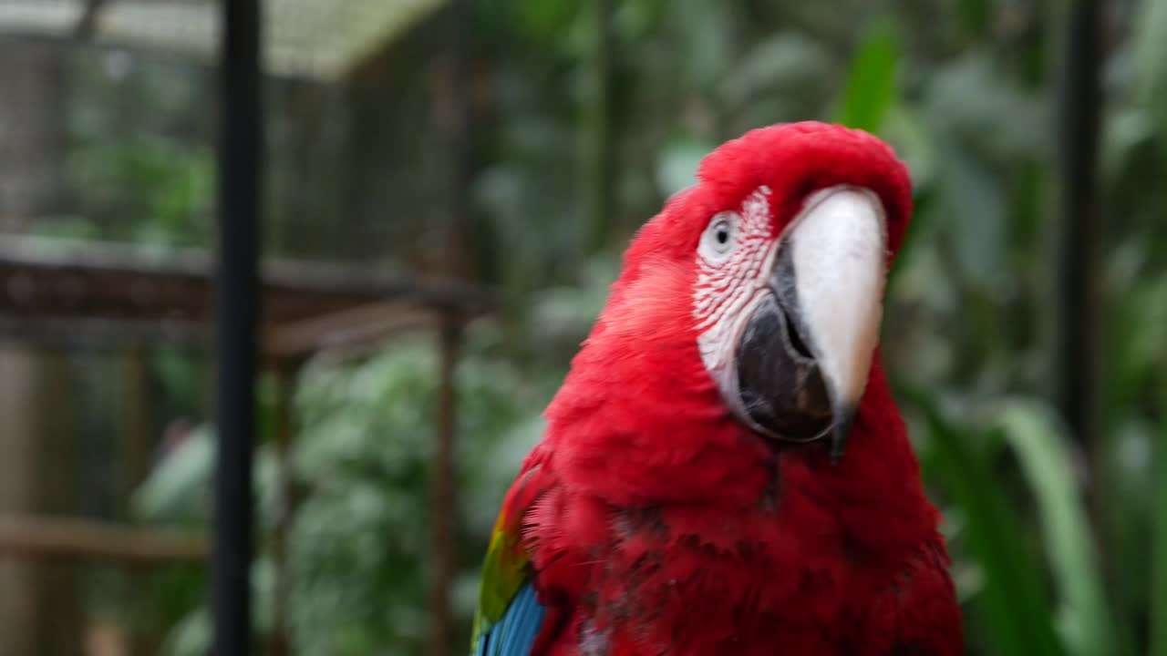 el guacamayo loro en el fondo de la naturaleza