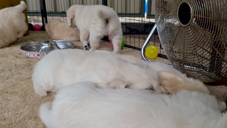 camada de golden retriever durmiendo en el interior del ventilador de piso