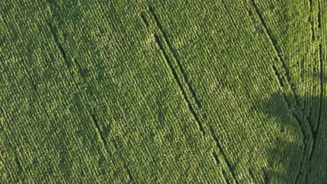 Plantación-De-Soja-Al-Sur-De-Brasil-Puesta-De-Sol-Drone-Eagleeye