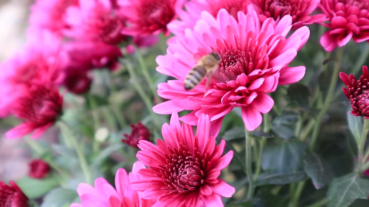 Ape mellifera che impollina un fiore di crisantemo rosa in giardino - Primo piano.