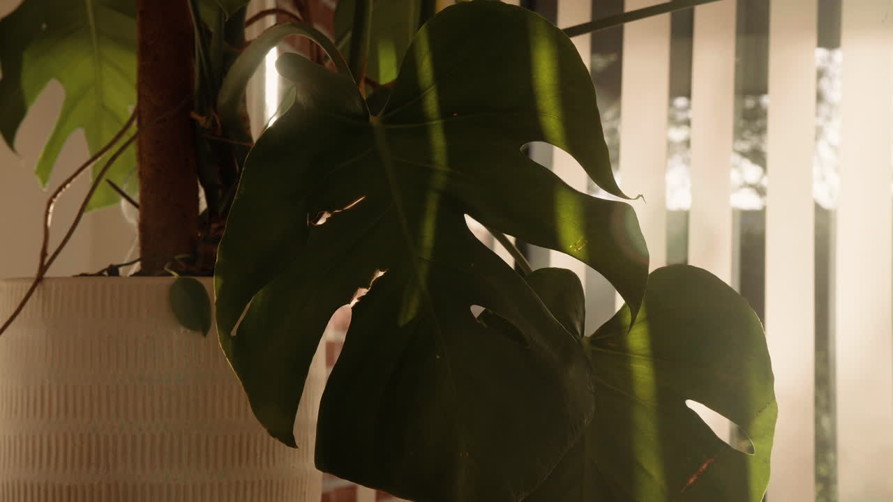 화창한 날에 아름다운 몬스테라 화분 화초