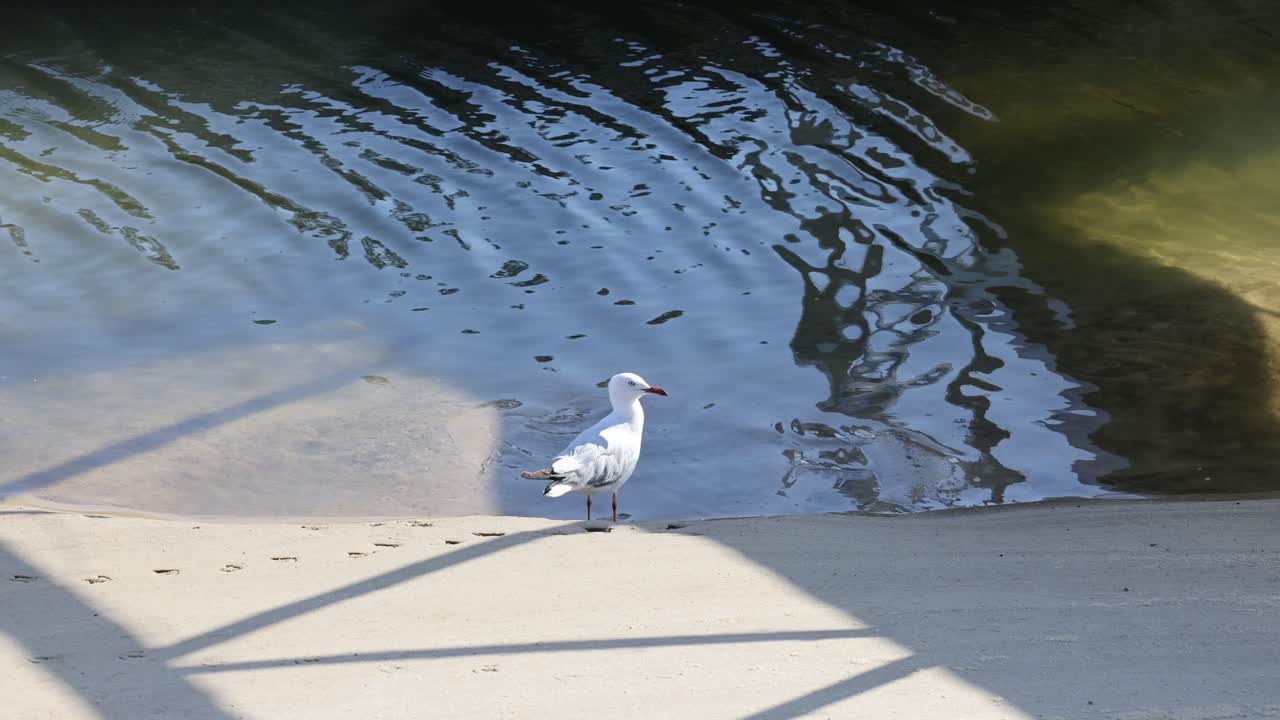a heron은 물체를 관찰하고 상호 작용합니다.