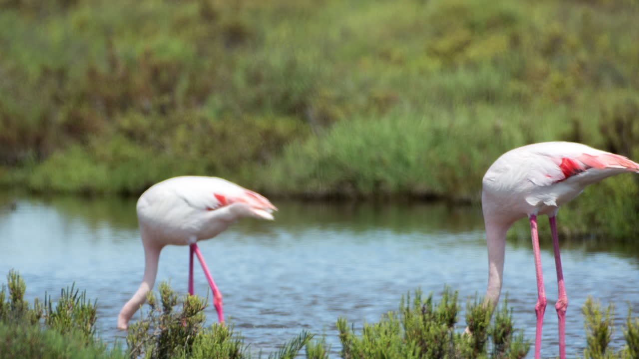 카마그 플라밍고 59
