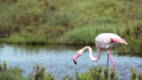 Flamencos-Carmargue-59