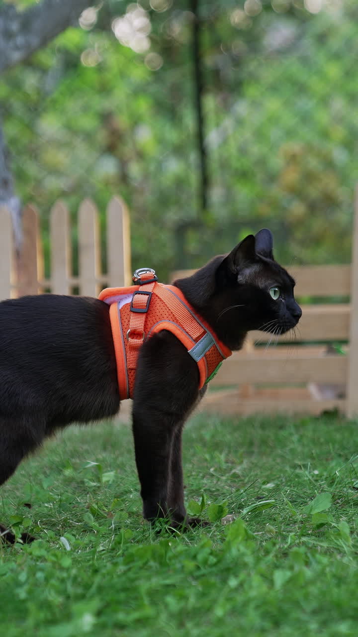 Domestic feline wearing orange harness. Cute black cat standing in the garden. Blurred backdrop. Vertical video