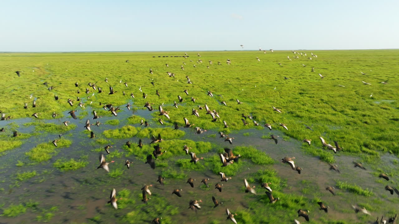 Bird Flock In Flight Above Wetlands In Los Llanos, Apure, Venezuela. drone tracking shot
