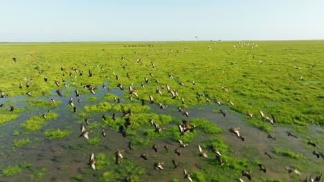 bird flock in flight above wetlands in los llanos, apure, venezuela. drone tracking shot