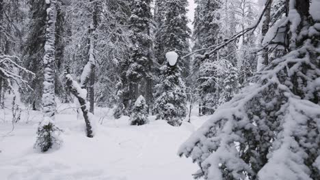 Beautiful-snow-covered-forest-in-Lapland