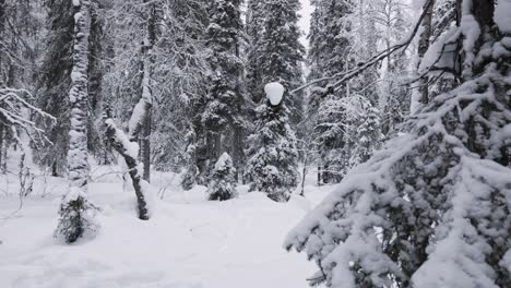 beautiful snow covered forest in lapland