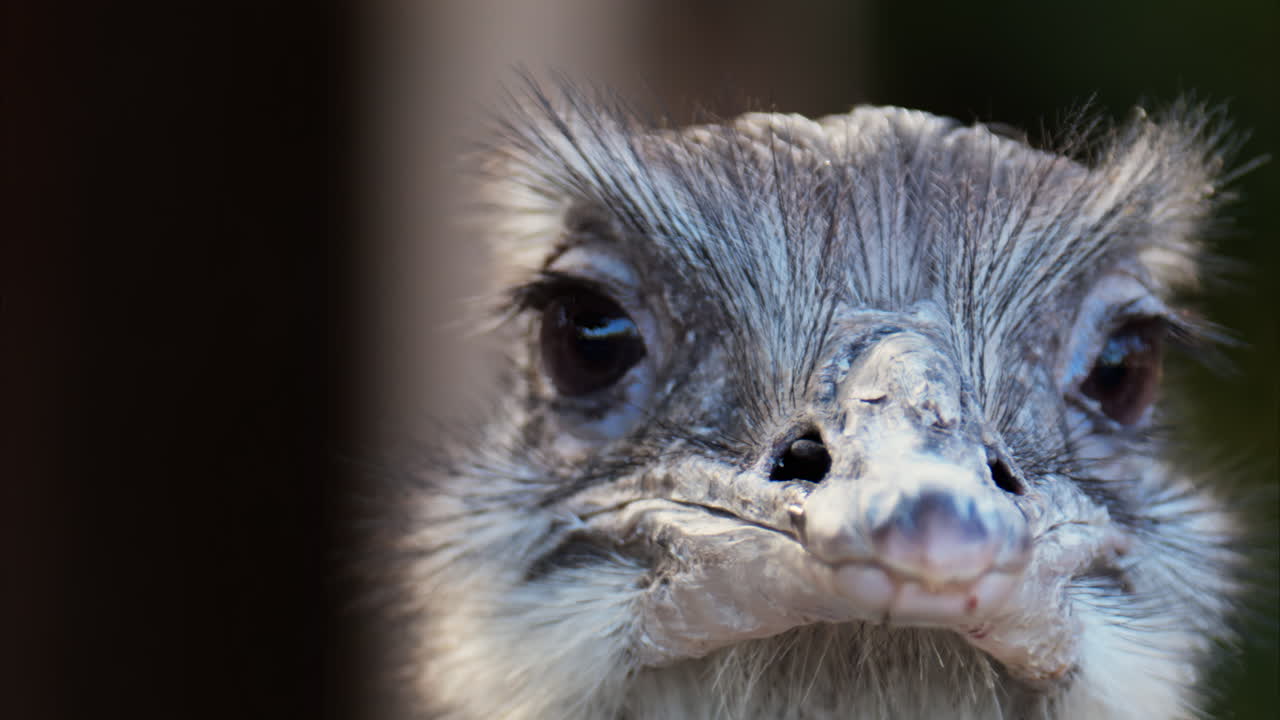 Close up of an ostrich's head on a blurred background
