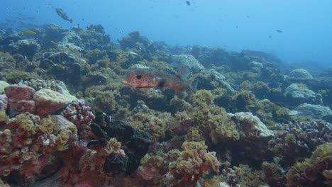 Two-Cute-porcupine-puffer-fish-coming-close-on-a-tropical-coral-reef-in-the-south-pacific-ocean-around-the-islands-of-tahiti,-french-polynesia