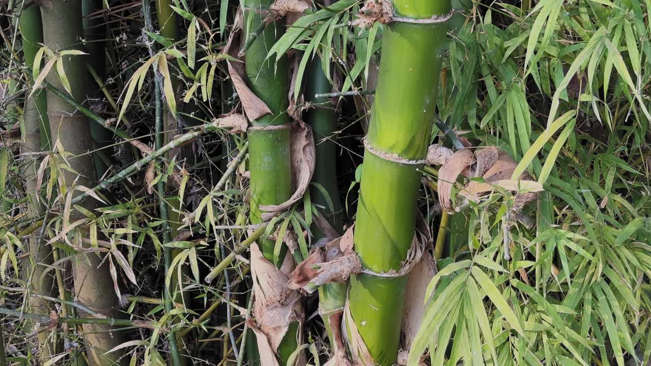 Kamera, dar yapraklar ve kuru kılıflarla çevrili kalın yeşil bambu saplarının etrafında yavaşça dönerek, doğal bir açık hava ortamında yoğun bambu gelişimini ortaya çıkarıyor.