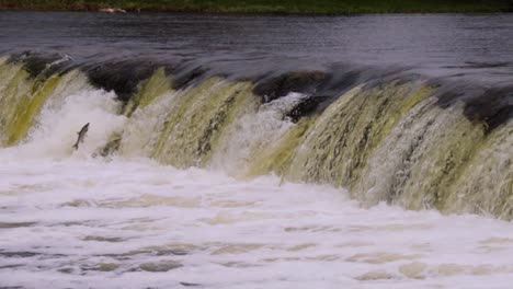 kūldīga fish jumping in slow motion