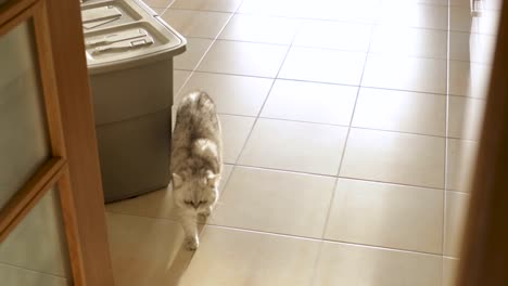 el gato camina con estilo en la cocina.