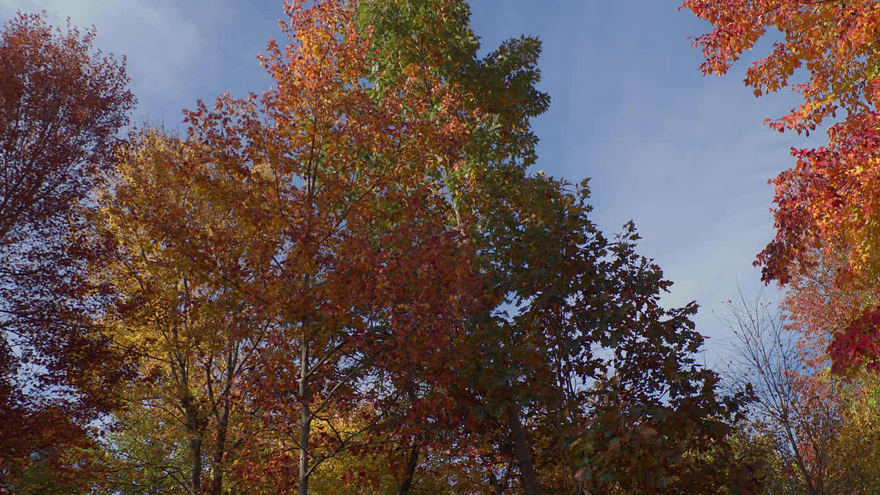 주황색, 빨간색, 녹색 잎을 로우앵글로 촬영한 이 패닝 샷에서 로우앵글에서 화려한 단풍이 드러납니다.