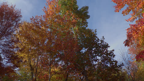 las coloridas hojas de otoño se revelan desde un ángulo bajo en esta toma panorámica con hojas naranjas, rojas y verdes desde un ángulo bajo