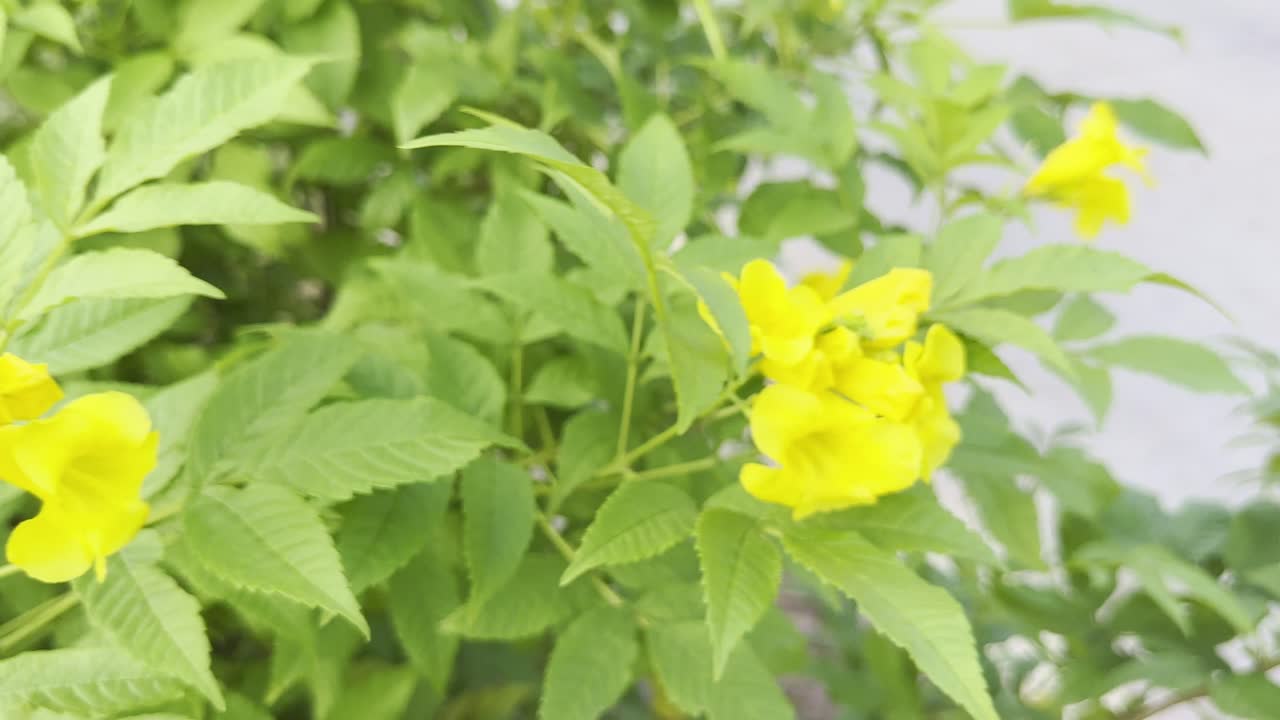 Close-up of Tecoma stans, also called Yellow Bells or Yellow Trumpetbush, with vibrant yellow flowers and green leaves gently swaying in the breeze