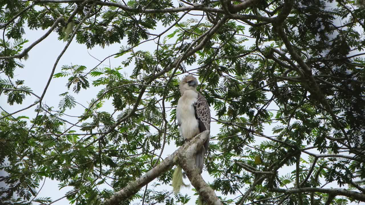 mira hacia adelante y luego inclina un poco la cabeza mientras el viento sopla su cresta, águila filipina pithecophaga jefferyi, filipinas