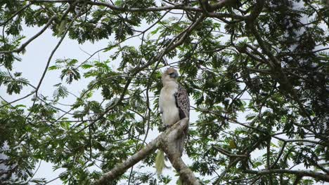 Looking-forward-then-tilts-its-head-a-little-while-its-crest-is-being-blown-by-the-wind,-Philippine-Eagle-Pithecophaga-jefferyi,-Philippines