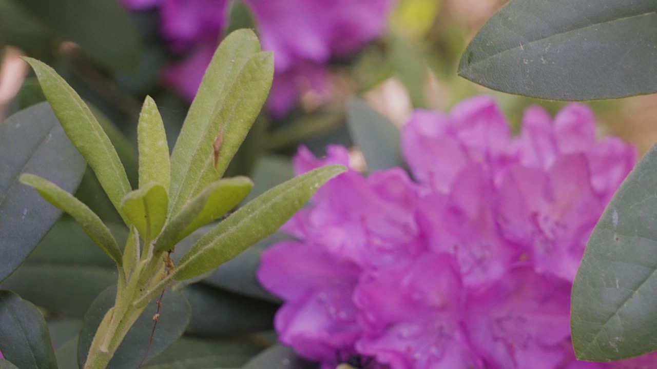 el viento empujando a través de los pétalos y las hojas